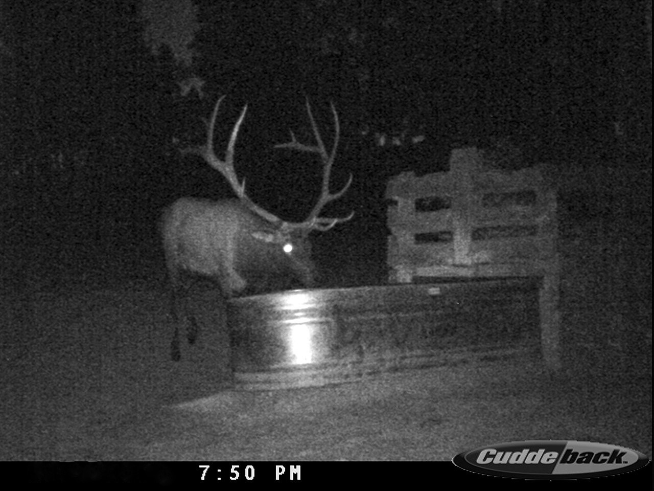TrailCamCDY_0043 (2).JPG -  by Wild Bill Hiccup
